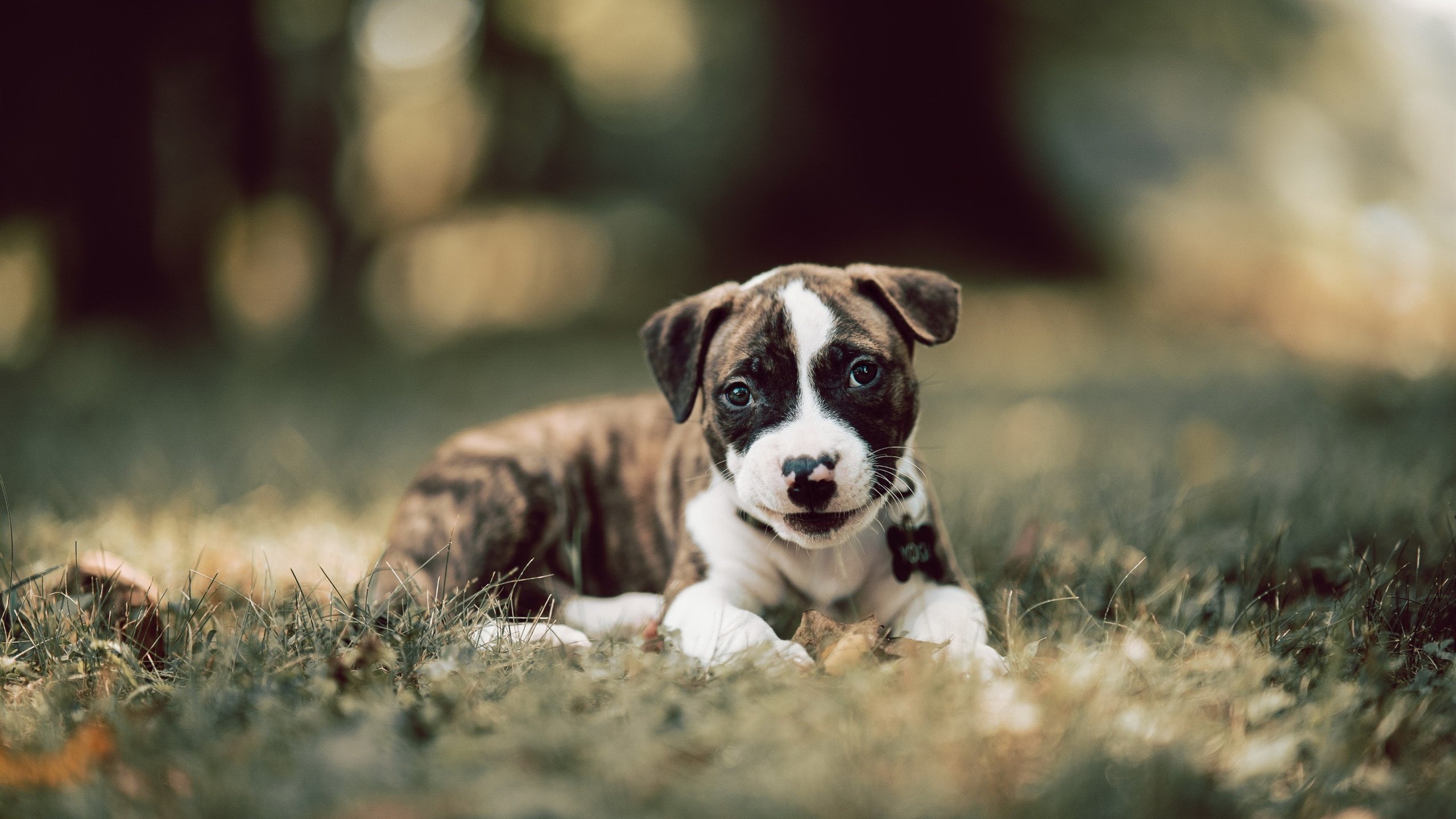 CBA联赛吸引更多企业关注篮球商业潜力，cba球队盈利模式