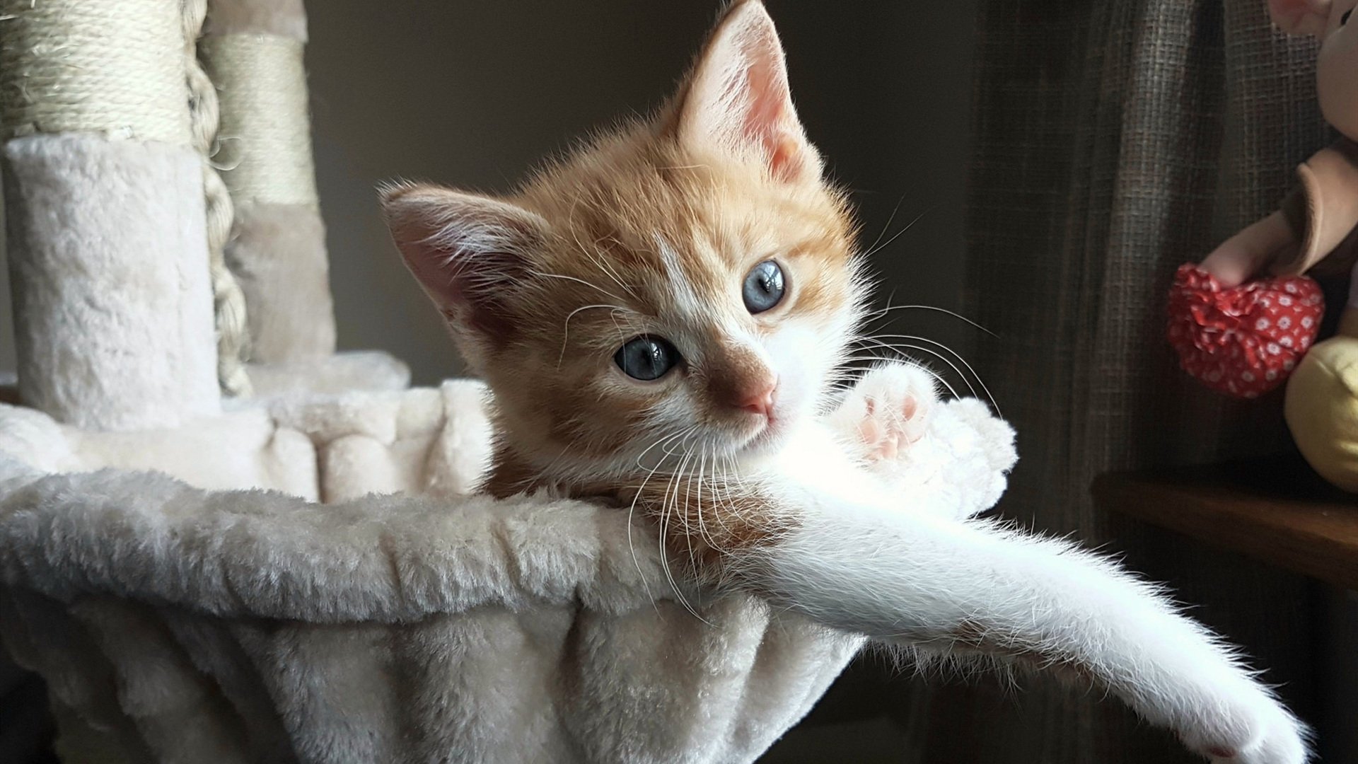 CBA球队赞助结构优化品牌合作更趋多元，cba赞助商有哪些