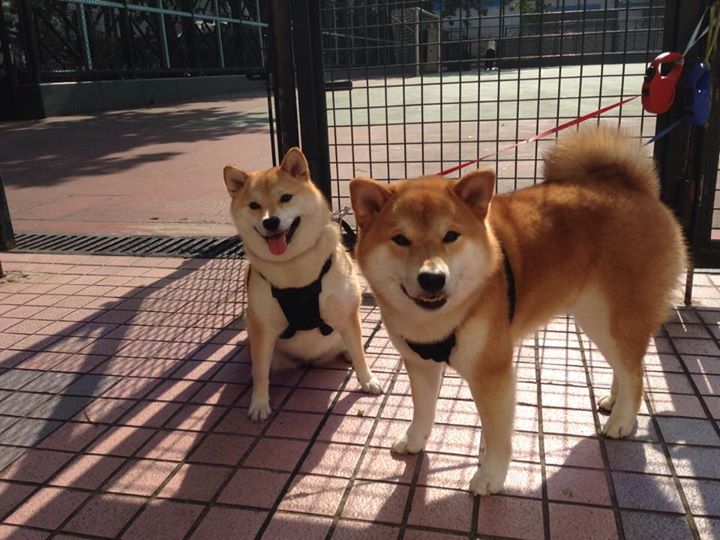 “三叉湖滚球赛：全新赛事形式燃爆成都赛场”