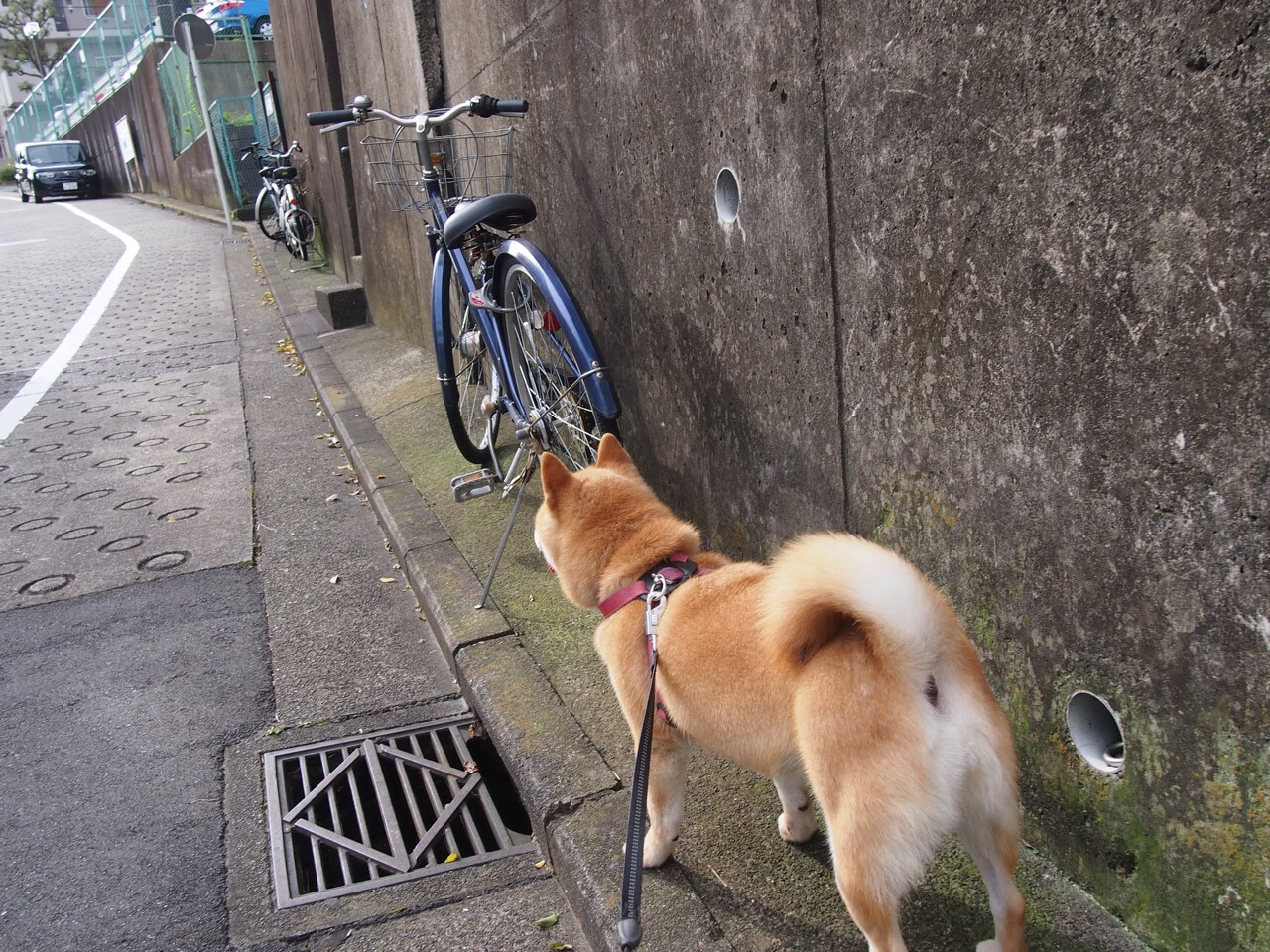 九游手机游戏-外援政策调整对俱乐部运营影响大，外援限制