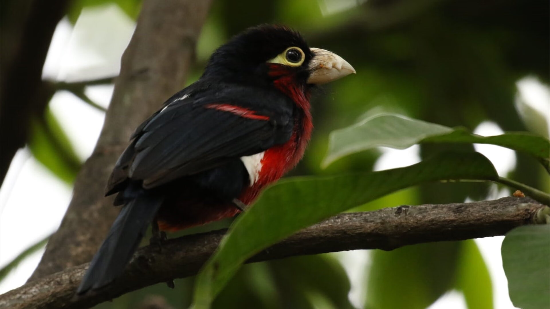 拜仁传导体系灵活切换，制造空档，拜仁传记
