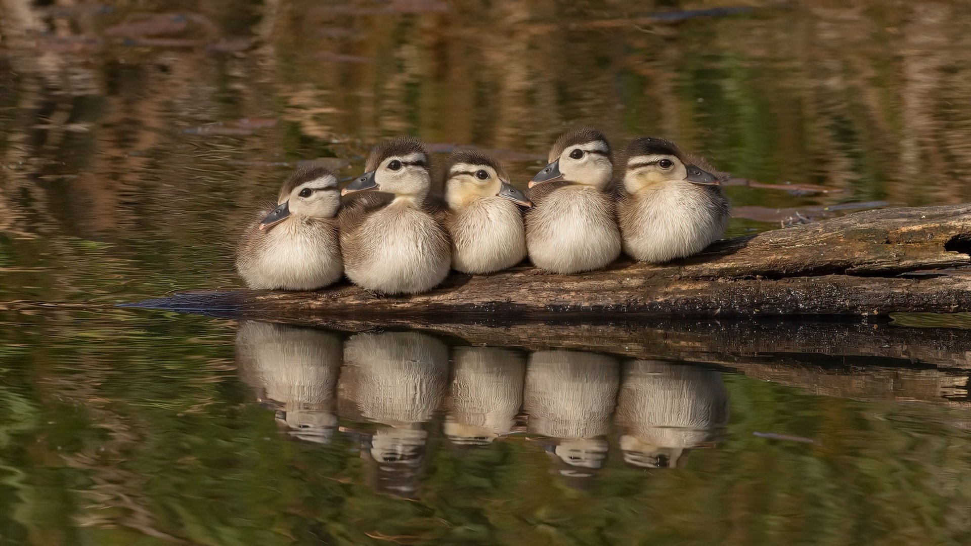 九游网-掩护战术中防守节奏破坏点的识别方法，掩护战术中防守节奏破坏点的识别方法是