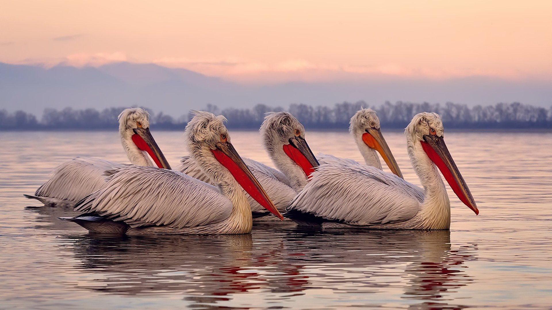 杨瀚森攻防两端持续进化引发媒体关注，杨瀚森身高