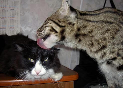 浙江雄狮主场连胜建立信心优势，浙江雄狮泵业科技有限公司