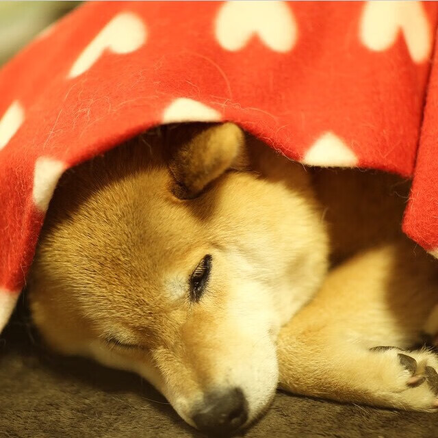 职业拳击中国站赛事首日爆出冷门，职业拳击官网