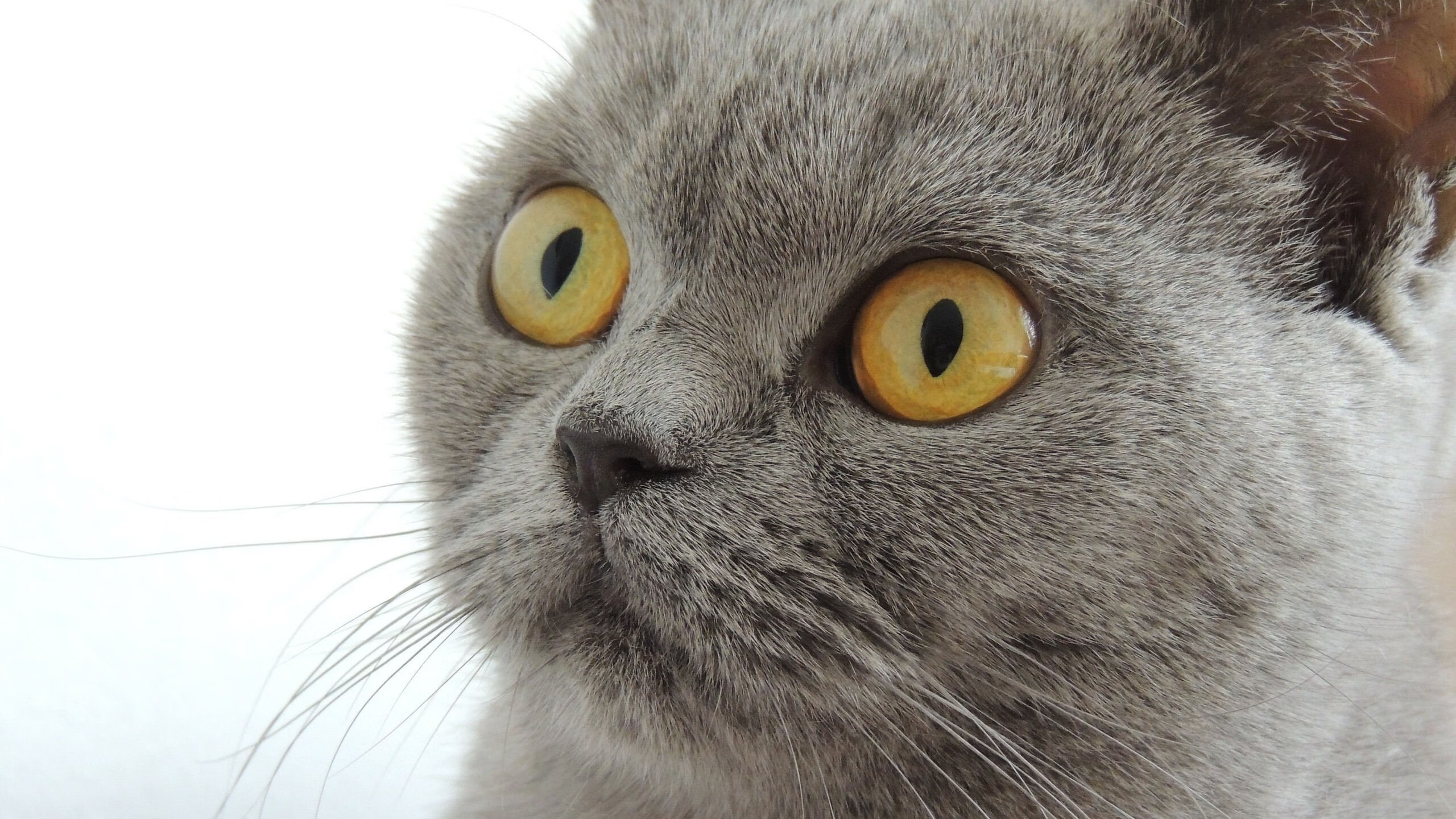 中小学篮球对抗赛落幕冠军队表现出色备受高校关注，2020小学篮球比赛