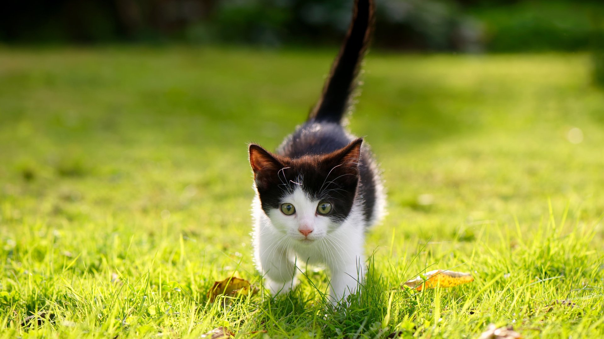 JiuyouAPP下载-中小学篮球竞赛成绩纳入综合素质评估体系推动体教融合，中小学篮球比赛