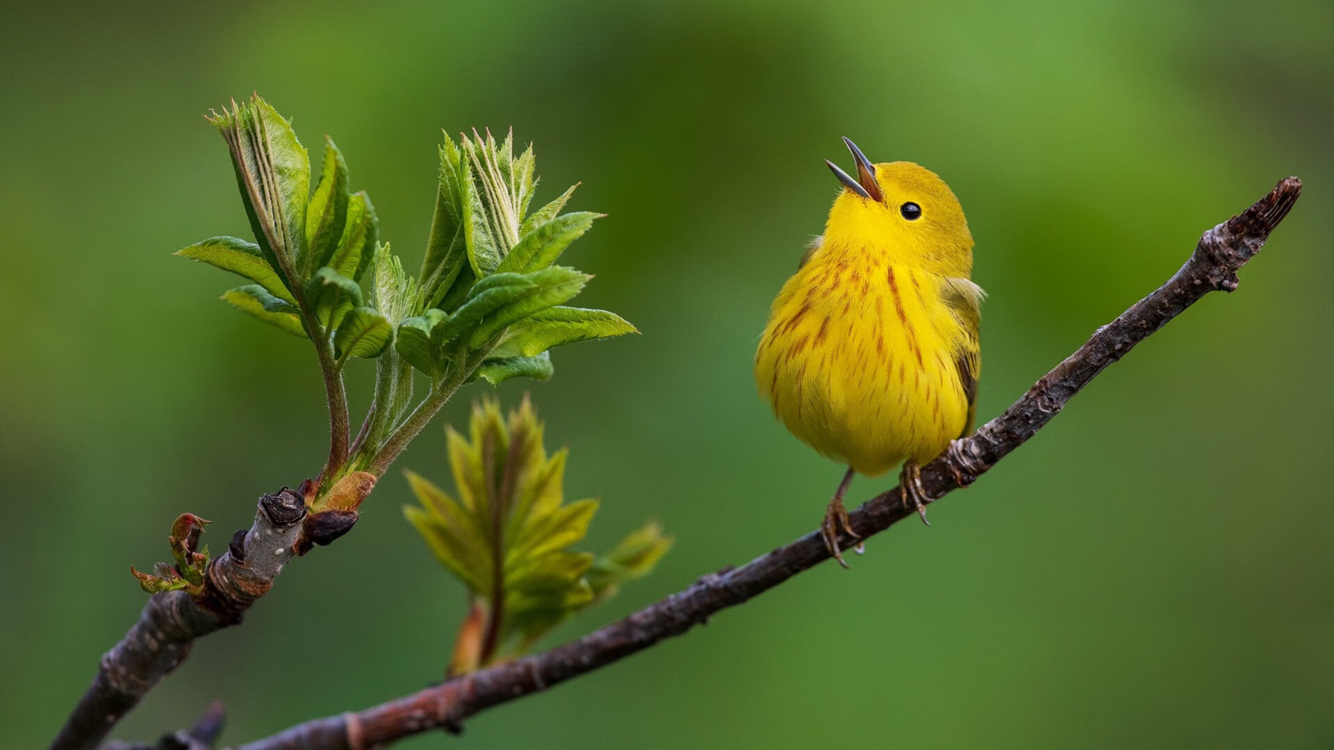 中小学篮球竞赛成绩纳入综合素质评估体系推动体教融合，中小学篮球比赛