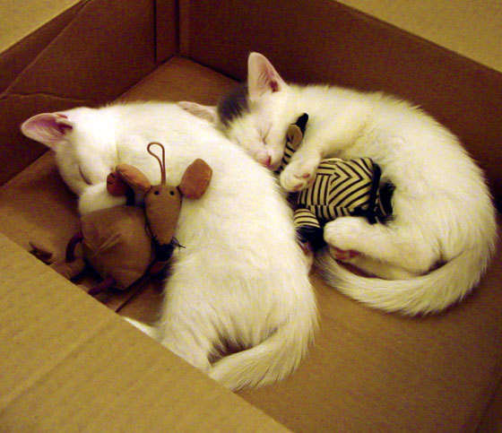 克罗地亚男篮在世界锦标赛中展现不俗实力，冲击奖牌，克罗地亚男篮厉害吗